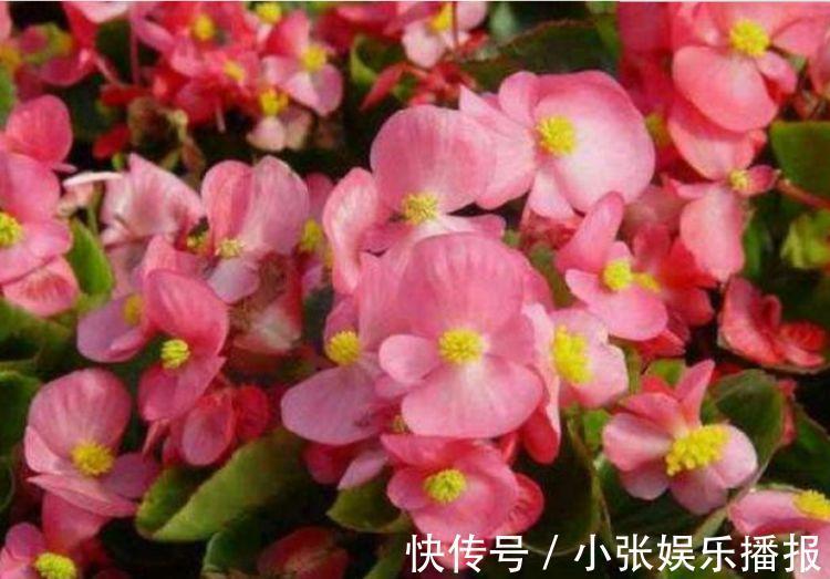 开花最香的4种花,家里养一盆,开花又大又艳,比牡丹美
