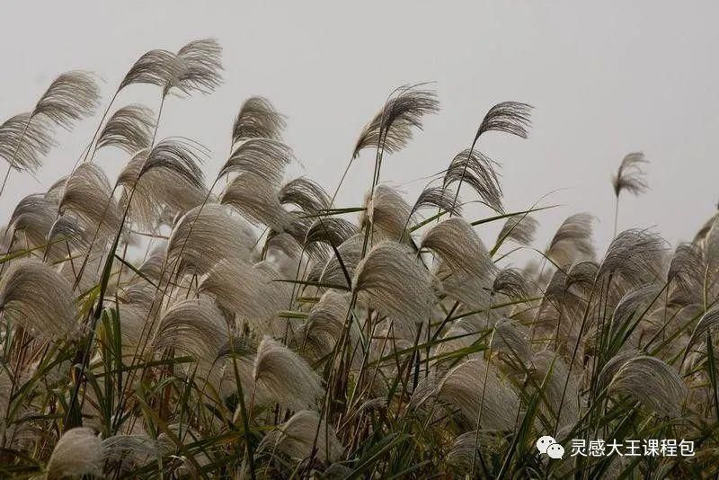  蒹葭苍苍，白露为霜 ——《芦苇荡》