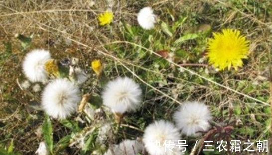 曲曲菜|长得像蒲公英的一种野菜,只吃叶子不拔根,很多人都不知情而已