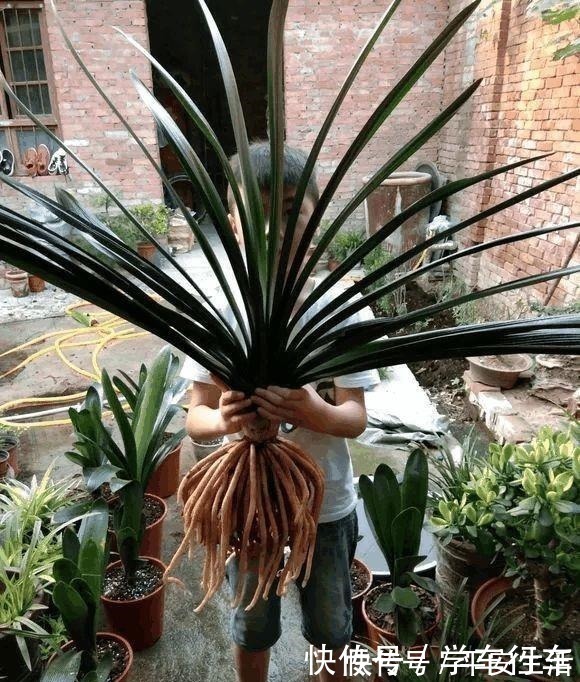 叶片|养君子兰,学会使用3种肥料,长得就像“大白菜”,天冷就开花!