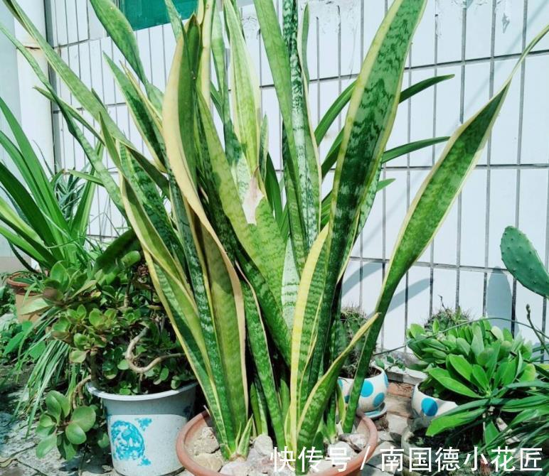 新芽|天一转凉,虎皮兰就饿了?常用它喂喂,补营养,盆栽呼呼出新芽