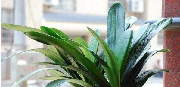 君子兰爱“吃醋”更爱“喝酒”,一次能喝半斤白酒,喝完就疯长