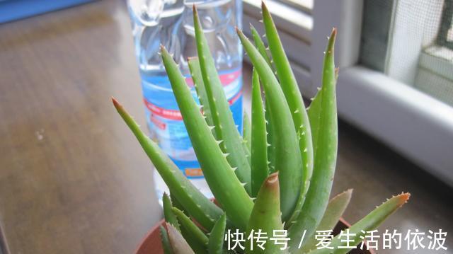 芦荟|家里有四种花,不能送人,送人容易赔钱