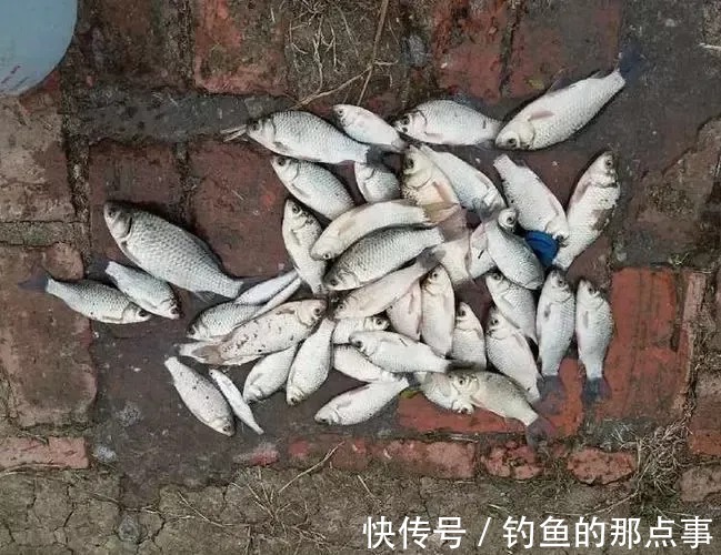 冬钓时单开蓝鲫还有用吗?野钓亲测,蓝鲫加上这两种效果更佳