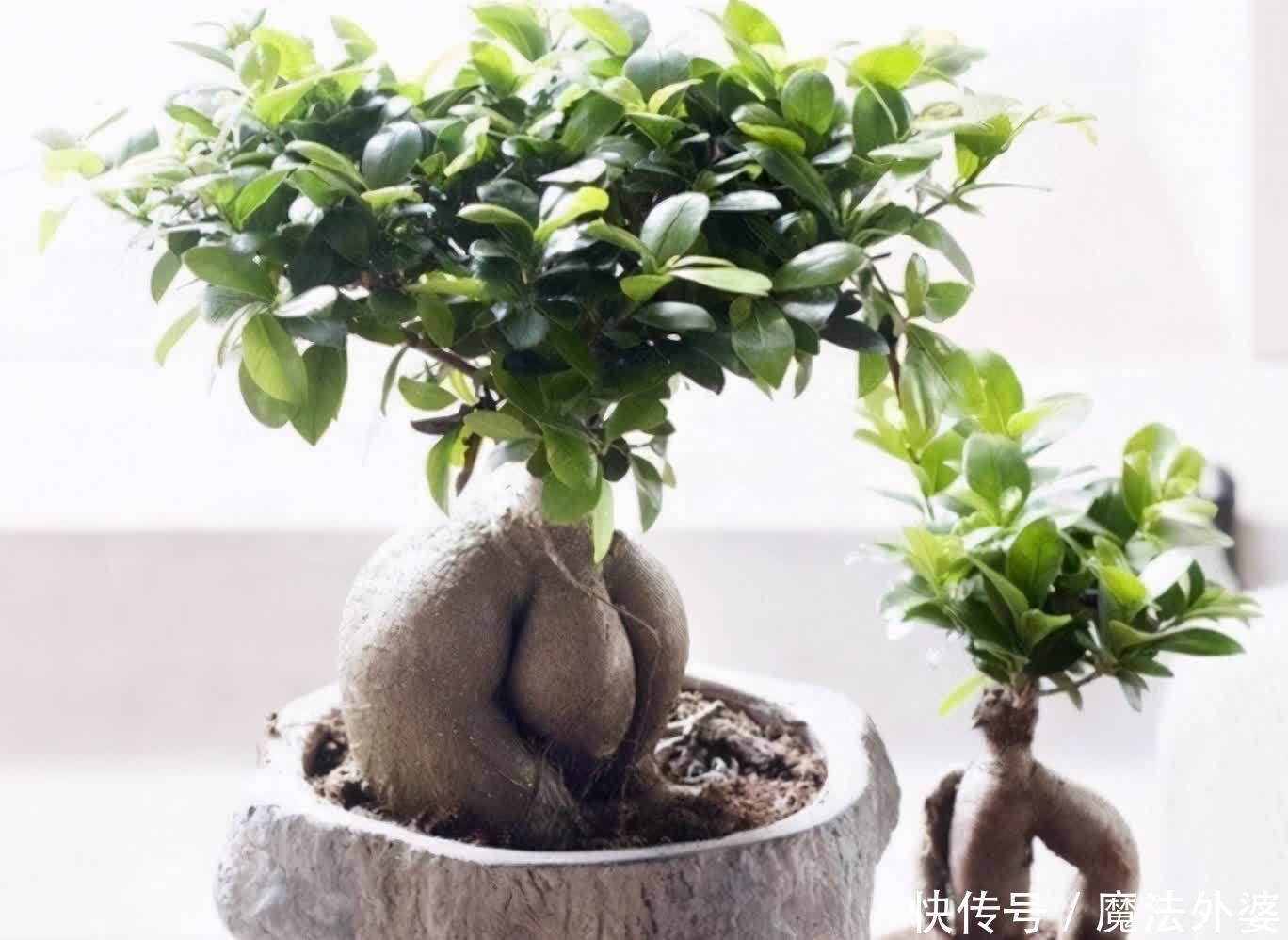 从前不懂：室内养花，选些有寓意的花卉才好