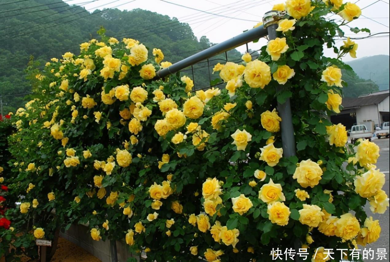 笋芽|月季花墙,小苗快速成型的“窍门”,一年满枝芽,爆出一墙花