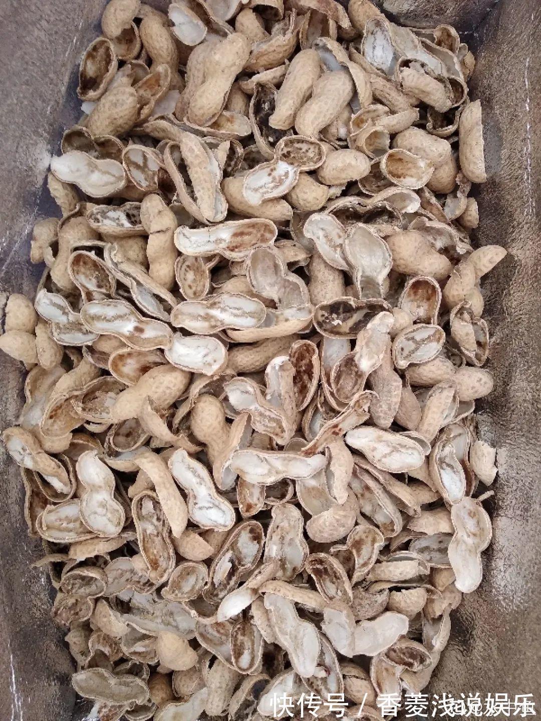 1把核桃垫盆底,不烂根、不招虫,疯长停不下来!