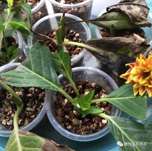学会这种扦插法，2周生根，插什么活什么，太简单了！