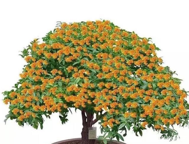 家中不能养桂花盆景这是我见过最好的依据，真是这样，不信不行！