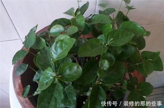 此个|栀子花总是掉花苞,茉莉花也不开花,肯定是因为此个