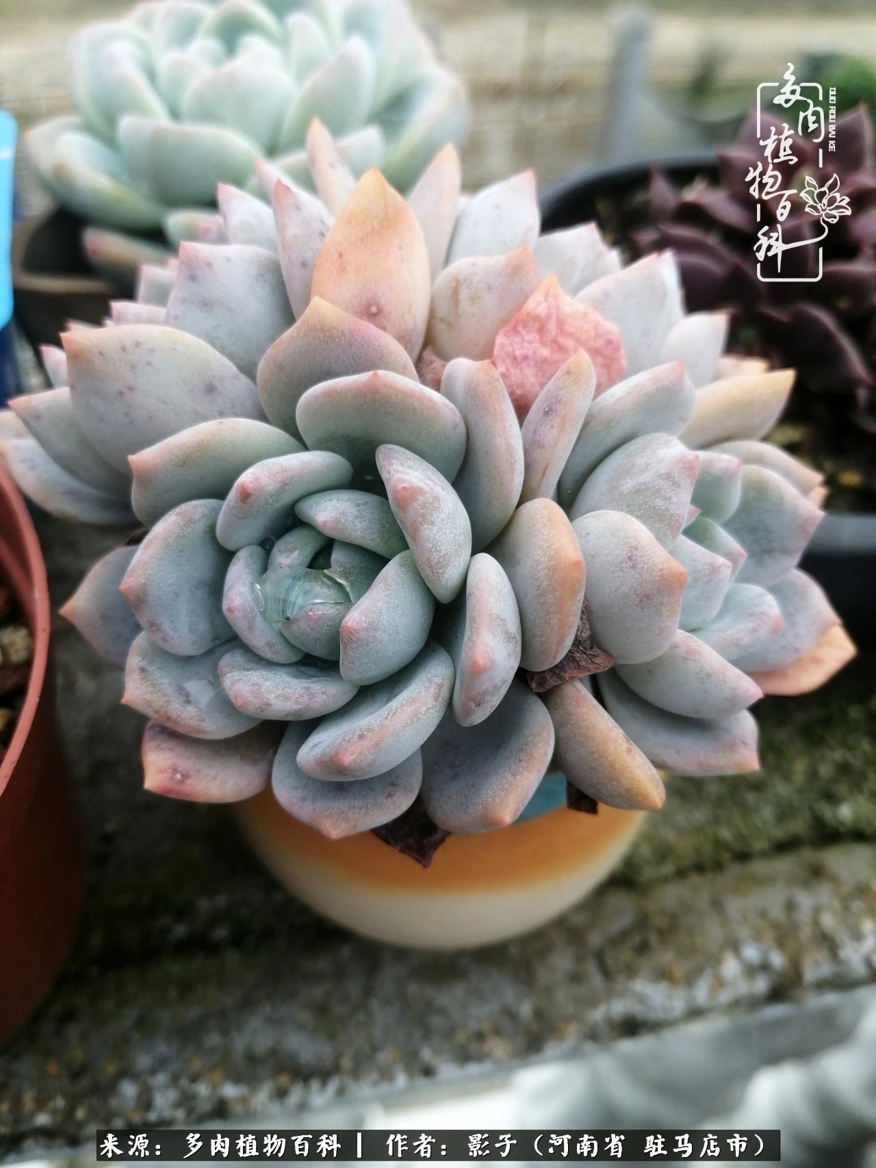 阳台上|被风雨洗礼的多肉越来越漂亮了,忍不住又往坑里跳!