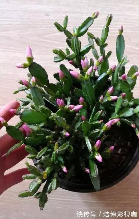 养了10年的蟹爪兰,发现是“假蟹爪兰”,却比真的还好看!