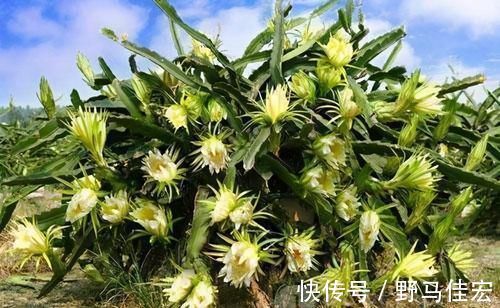 霸王花|推荐3种养生食物，女性不妨常吃，清肠排毒，延缓衰老，有益健康