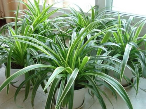 春天太干燥,养3种植物环境要湿润,不然叶子容易干焦