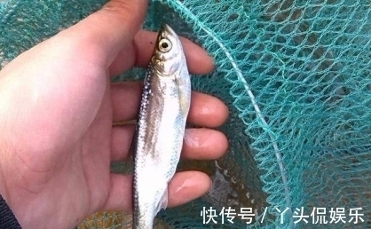 钓法|钓翘嘴想爆护?这种钓法简单又有效,咬钩的都是大货