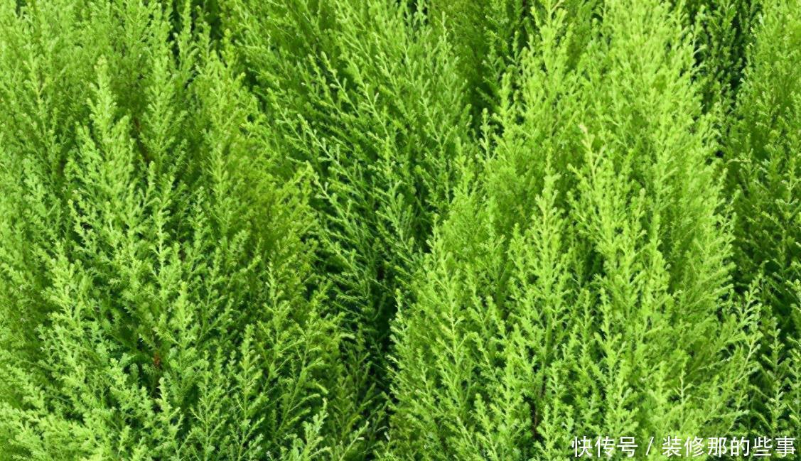 高手公认“最难养”的4款花卉，你家有吗？