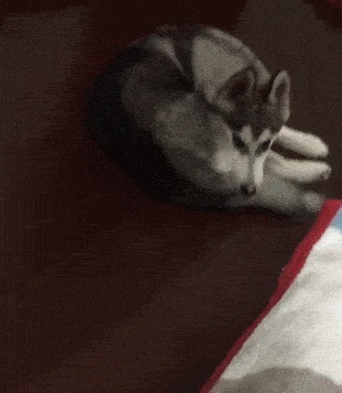 |搞笑GIF趣图:家里的手纸用光了,面巾纸还有库存,就临时拿一包放在卫生间