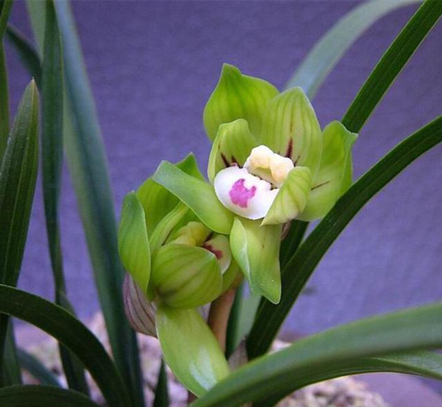 花特多|春兰惠兰建兰傻傻分不清楚看一点就明白,注意遮阴浇水,花特多