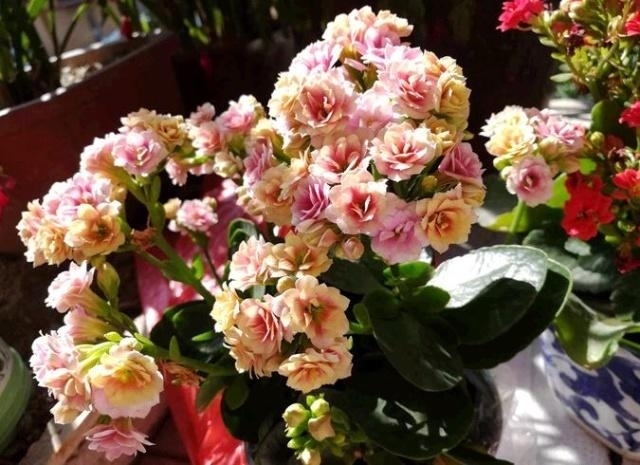 这五种植物要“贱养”,越不管越长得好,30天不浇水新芽乱窜