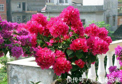 养花|家里就养4种花,耐旱又耐晒,花开就爆盆,一年四季都赏花