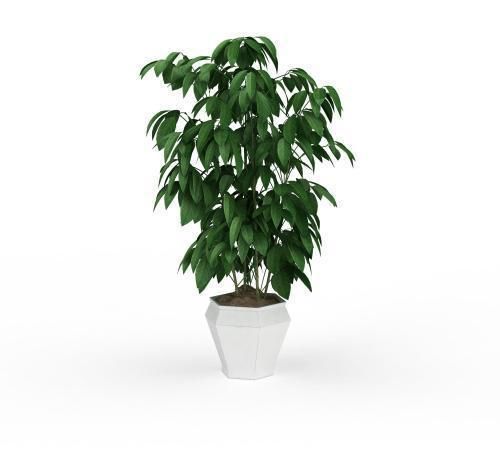  环境中|这些观叶植物，非常适合养在客厅，给客厅增添生机！