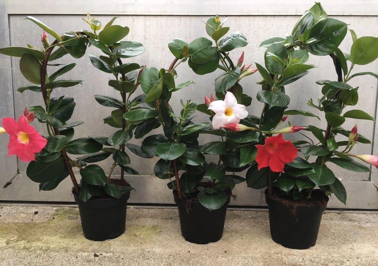 4种“泼辣花”，要用大盆养，开花多到炸，小盆养，越养越差