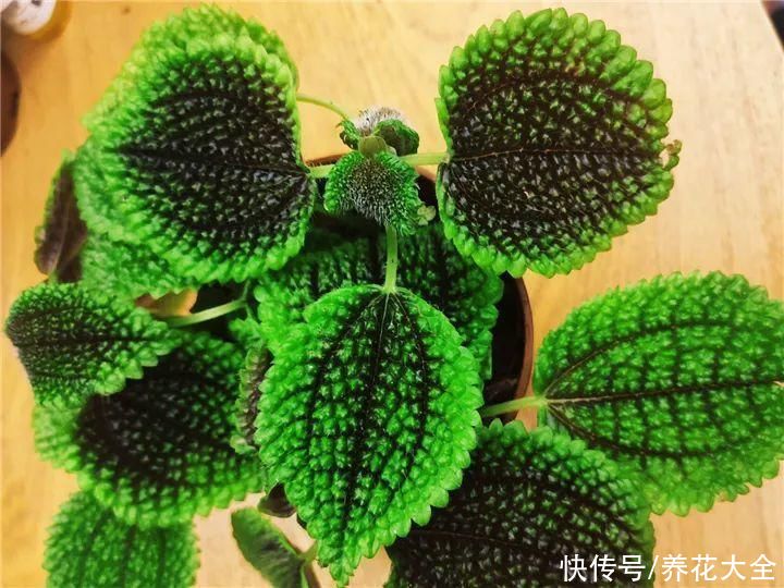 绿萝|家里别只养绿萝，15种精致耐阴花，光照不好也能长很美