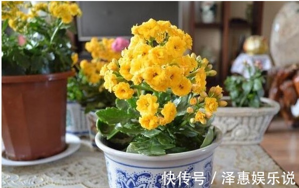 长寿花|“长寿花”瘦弱又卷叶做好“关键3点”,轻松度夏,叶厚长得旺