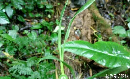 仙桃|深山里的野果老农们叫它仙桃,现如今成为了养生食谱里面的名菜!