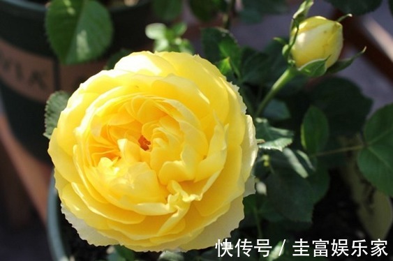 喜欢菊花,就养盆“高贵玫瑰”金凤凰,似凤凰翩翩起舞,高贵迷人
