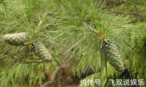 叶子|这种树的叶子，流出的汁液是“关节痛灵药”，治风湿骨痛，你懂吗