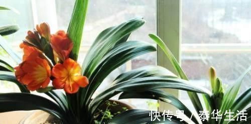 花农|老花农传授养护君子兰妙招,学会了,叶子绿油油开花还多