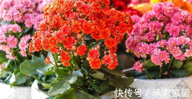 养护|蟹爪兰和长寿花,一起摘叶扦插,使用不同方法扦插,哪一个更好?