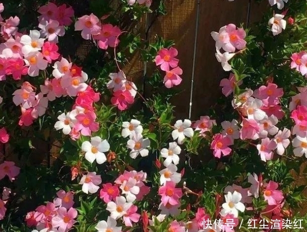 这5种花卉,最适合养在院子里,好看又好养!