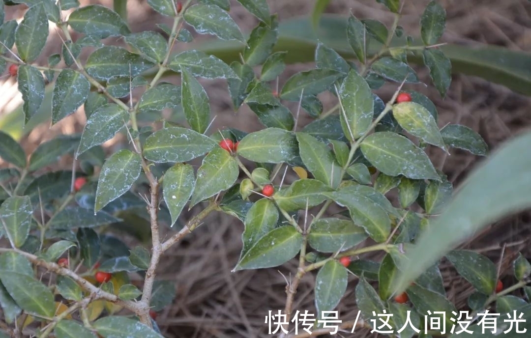 俗称“绣花针”,很多人的童年阴影,殊不知根部珍贵,尽量少挖