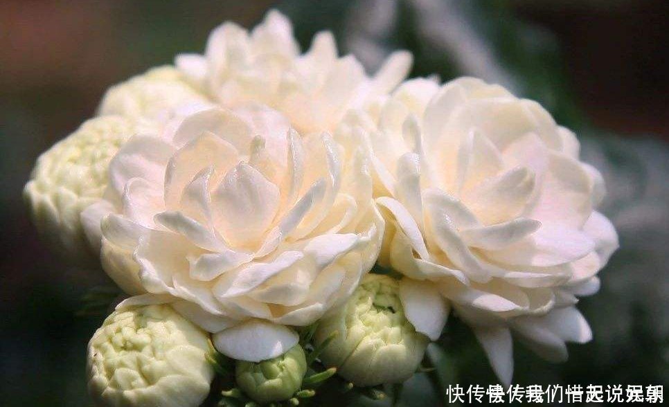 花友们|茉莉中的极品,比栀子香10倍,庭院养一株,香飘满园,不种后悔