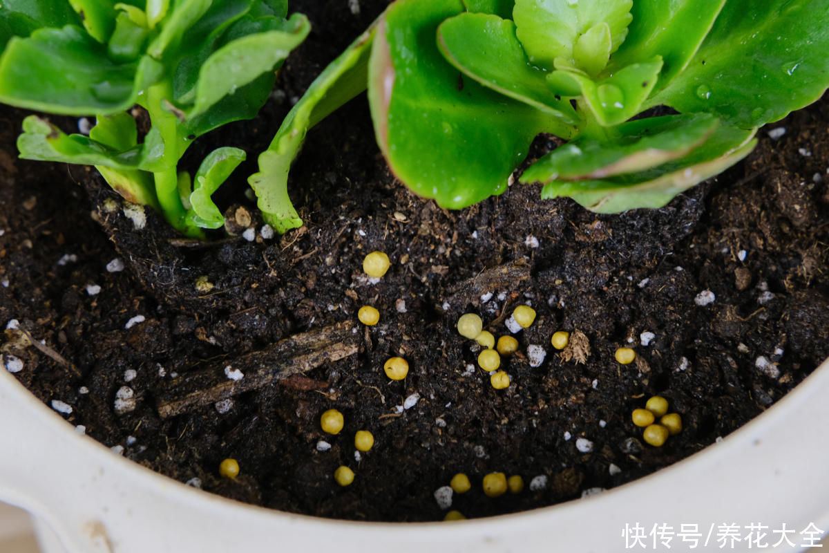 长寿花开花后，做好这5件事，才能真的“长寿”