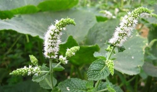 受用|一片薄荷9味药!薄荷的9大顶级妙用,9种不同功效,让你受用一生