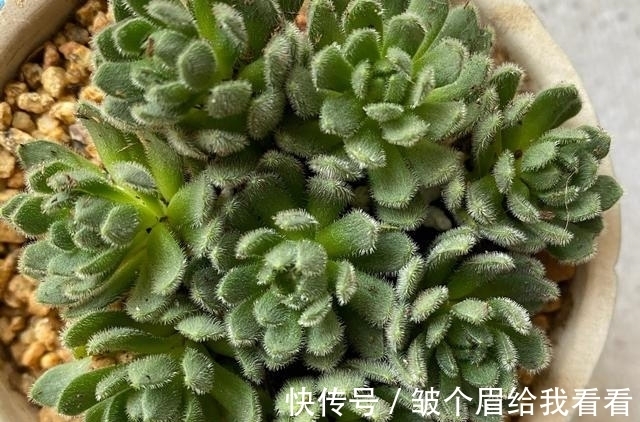 喜欢玫瑰花型多肉植物，就养一盆小野玫瑰，做好3点变成手捧花