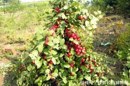 保健|农村这种野果,钙含量很高,被称为“补钙之星”,是高级保健水果