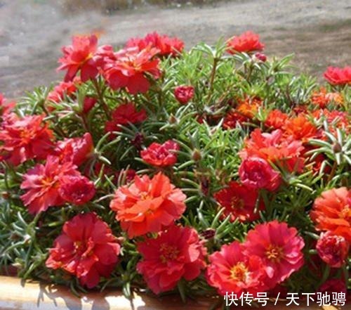 6种花,再舍不得也要“搬出去”,越狠狠晒,越满头开花!