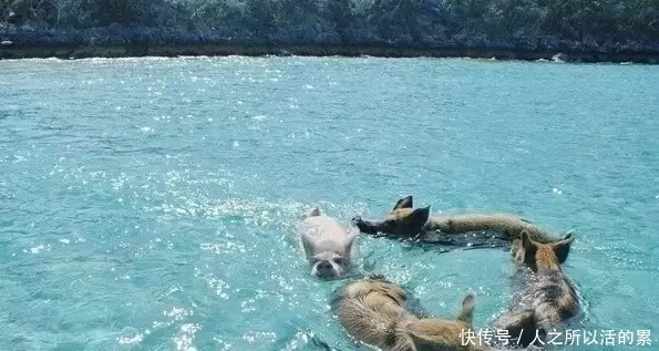 成天到晚|这个小岛，有一群成天到晚游泳的猪，萌哭