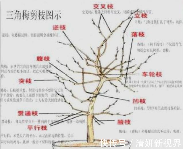 爆盆|让“三角梅”花开爆盆，学会1招“事半功倍”，30天花芽嗖嗖冒