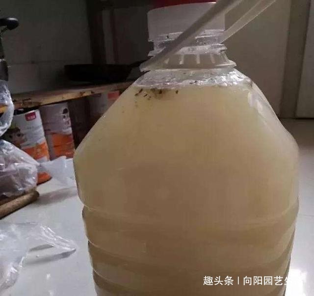 废水|家庭养吊兰，用“生活废水”浇，疏松土壤增加养分，吊兰长的旺