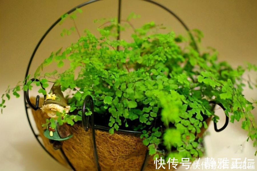 养文竹|都说冬天要“少浇水”，家里有“4种花”要勤浇水，预防黄叶