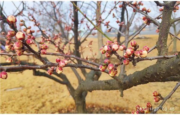 辰山植物园3500平方米梅园 满树春意蓄势待发