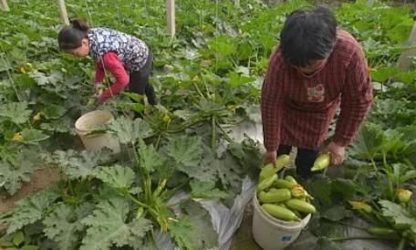 家常菜|警惕！已有多人中毒！這種家常菜一旦發(fā)苦，趕緊扔掉