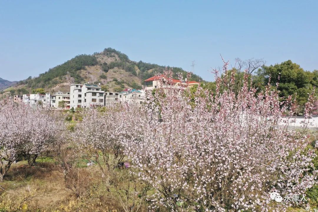 春光乍泄！永康这个村“藏”不住了！