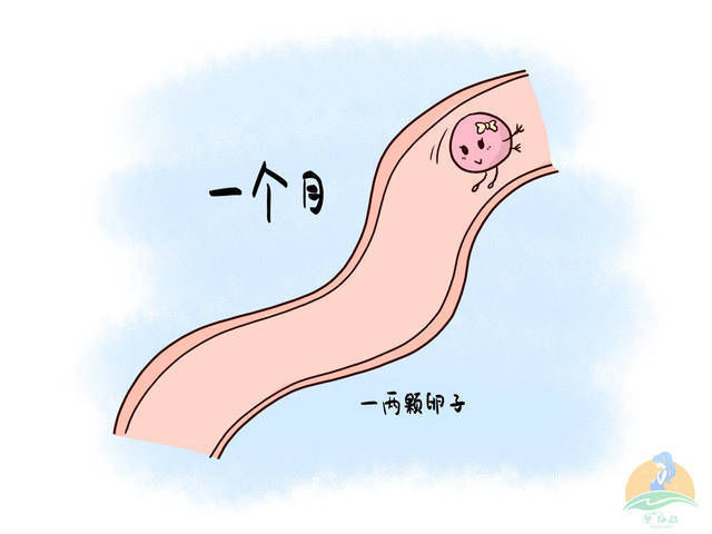 受精卵|若卵子排出后没有遇到精子,会去向何方别不好意思了解