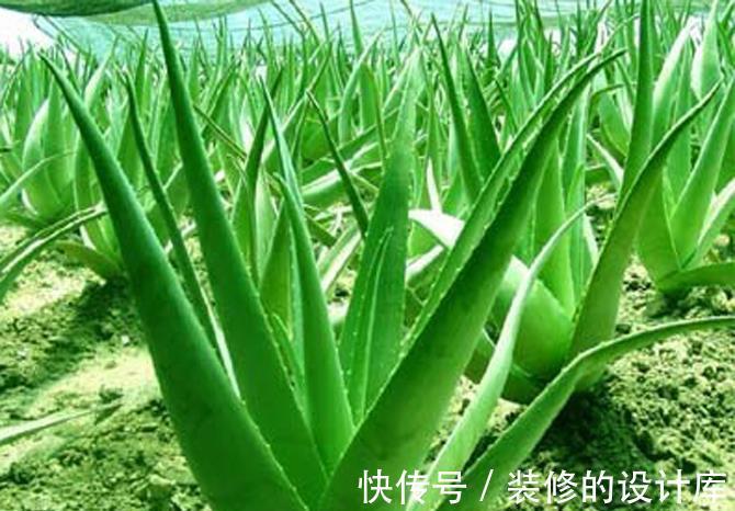 净化|5种植物养在家中，不仅净化空气还能促进睡眠呢